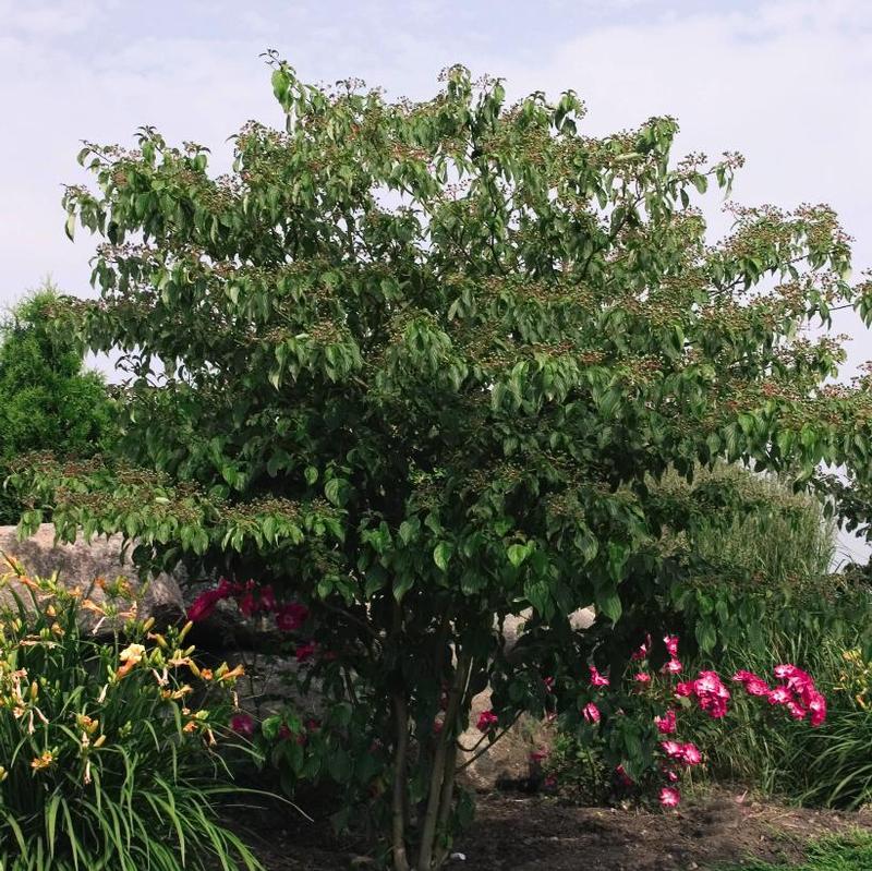Cornus alternifolia 