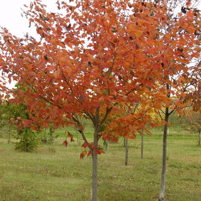 Acer rubrum Northwood