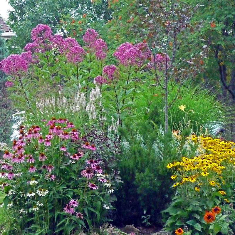 Eupatorium purpureum 