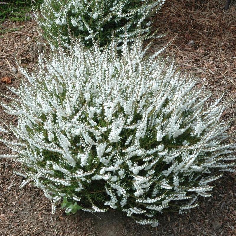 Calluna vulgaris Kinlochruel