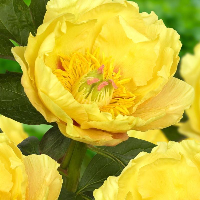 Paeonia Itoh Garden Treasure