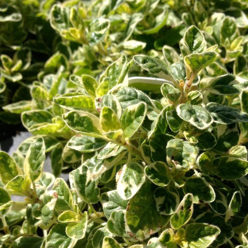 Origanum vulgare Variegata