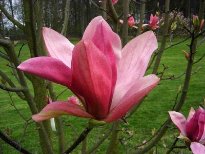 Magnolia x Daybreak