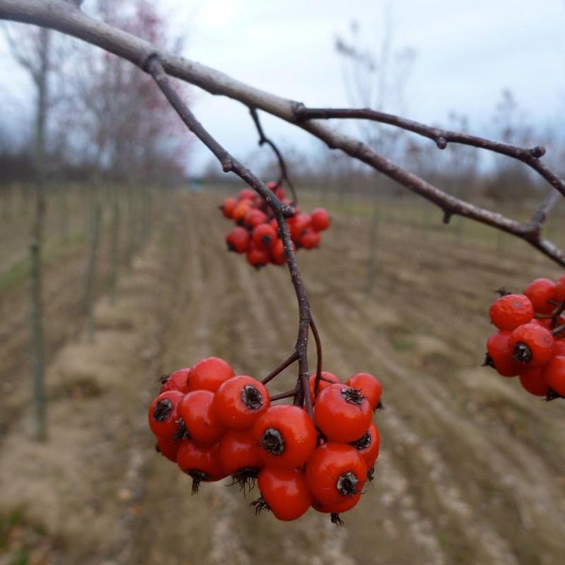 Crataegus phaenopyrum 