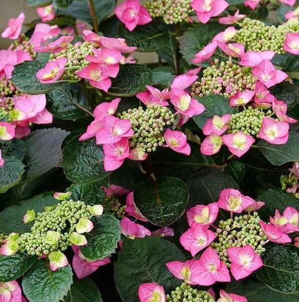 Hydrangea serrata SMNHSG