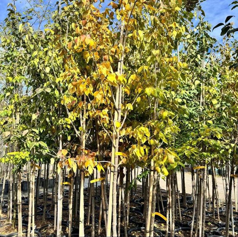 Syringa reticulata subsp. pekinensis Zhang Zhiming