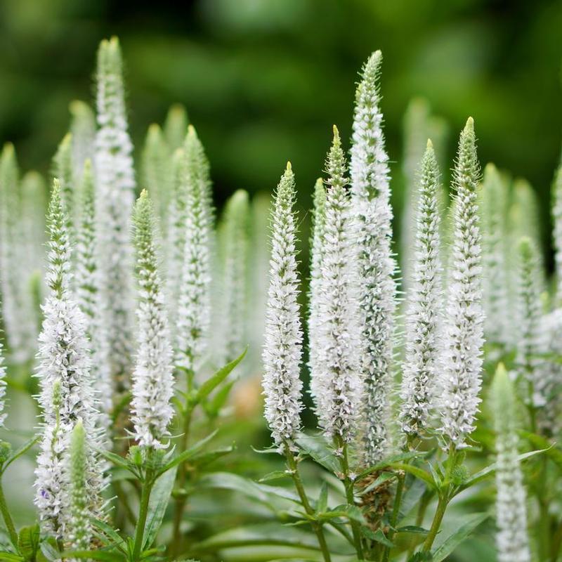 Veronica spicata Glory
