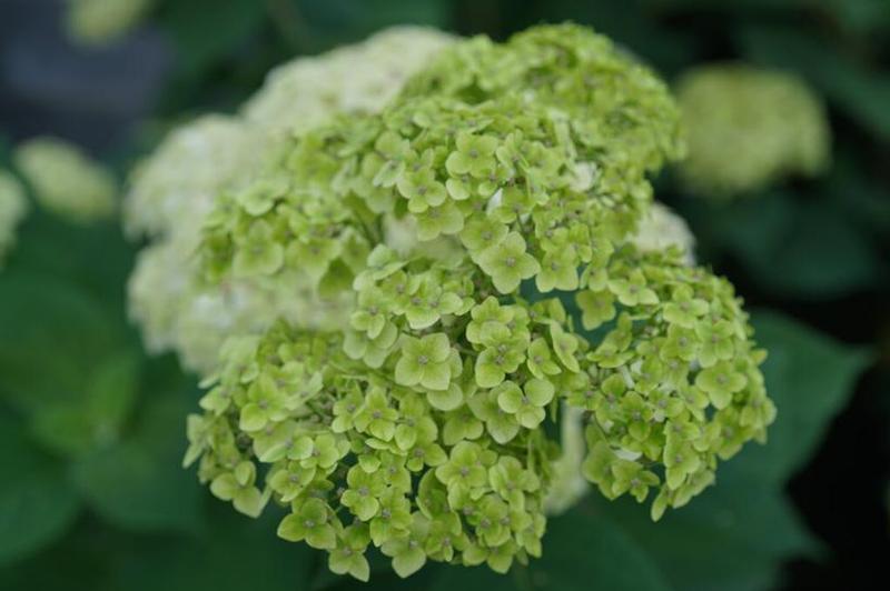 Hydrangea arborescens SMNHRL