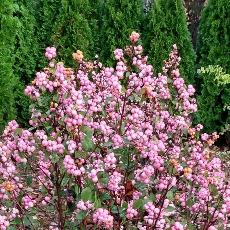 Symphoricarpos doorenbosii Kolmapinpos