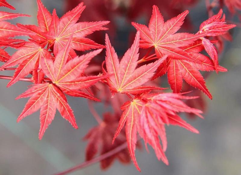 Acer palmatum Beni Maiko