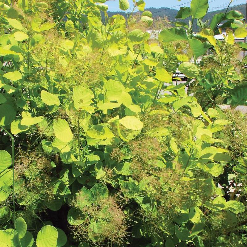 Cotinus coggygria Ancot