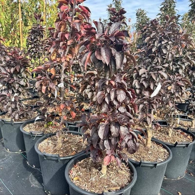 Malus x adstringens Jefnite