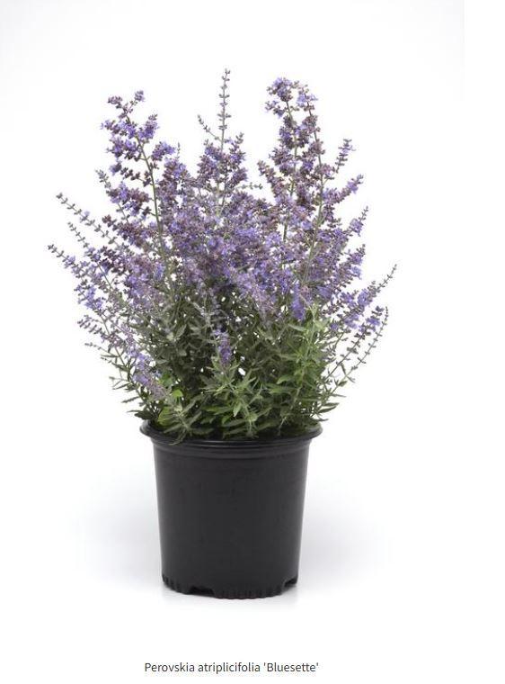 Perovskia atriplicifolia Bluesette