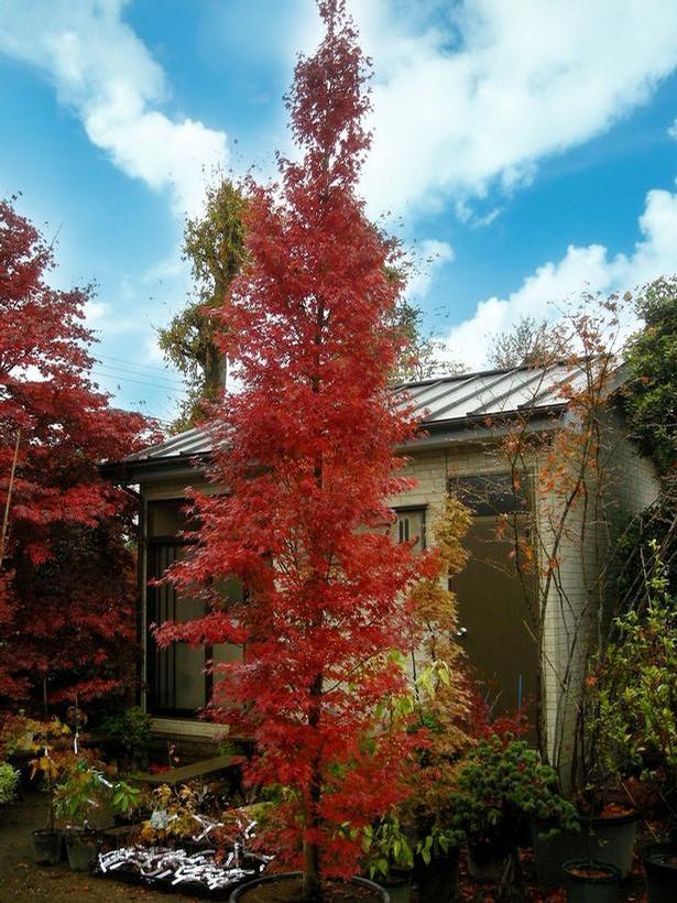 Acer palmatum Tsukasa Silhouette