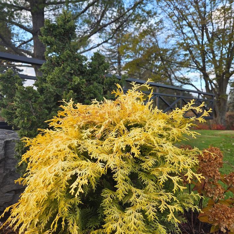 Chamaecyparis obtusa Conschlect