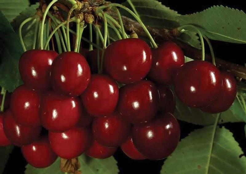 Cherry Sam
