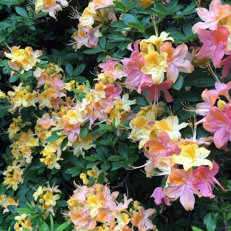Azalea Garden Rainbow