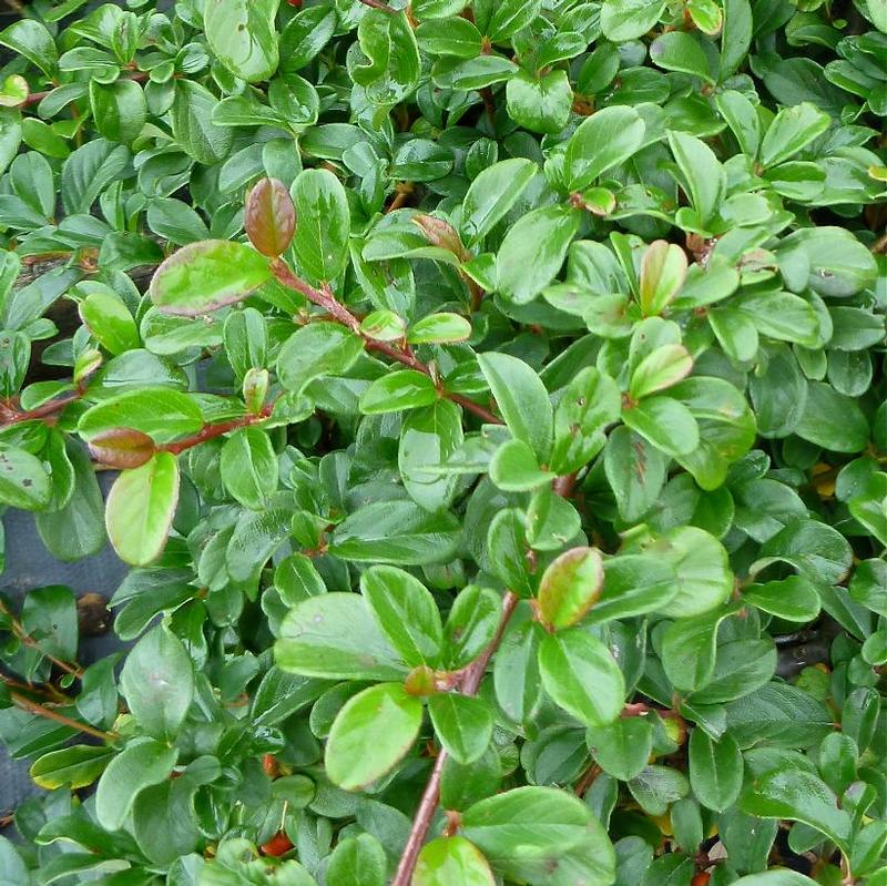 Cotoneaster dammeri 