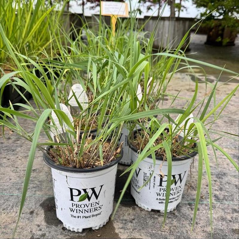 Panicum virgatum Prairie Winds&reg; Niagara Falls