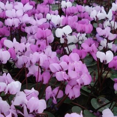 Cyclamen coum 
