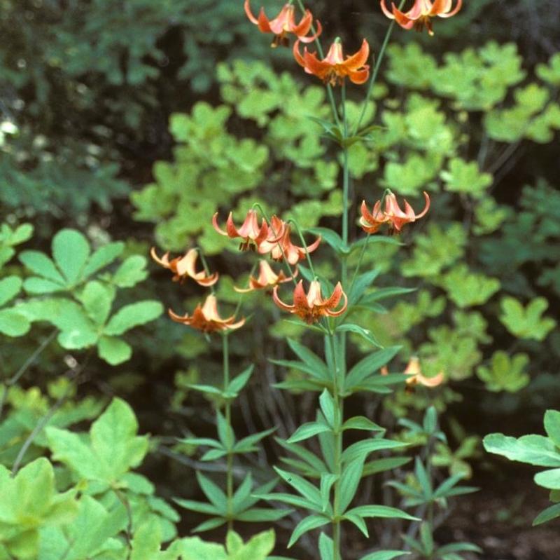 Lilium canadense 