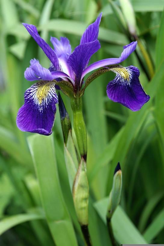 Iris x robusta Gerald Darby