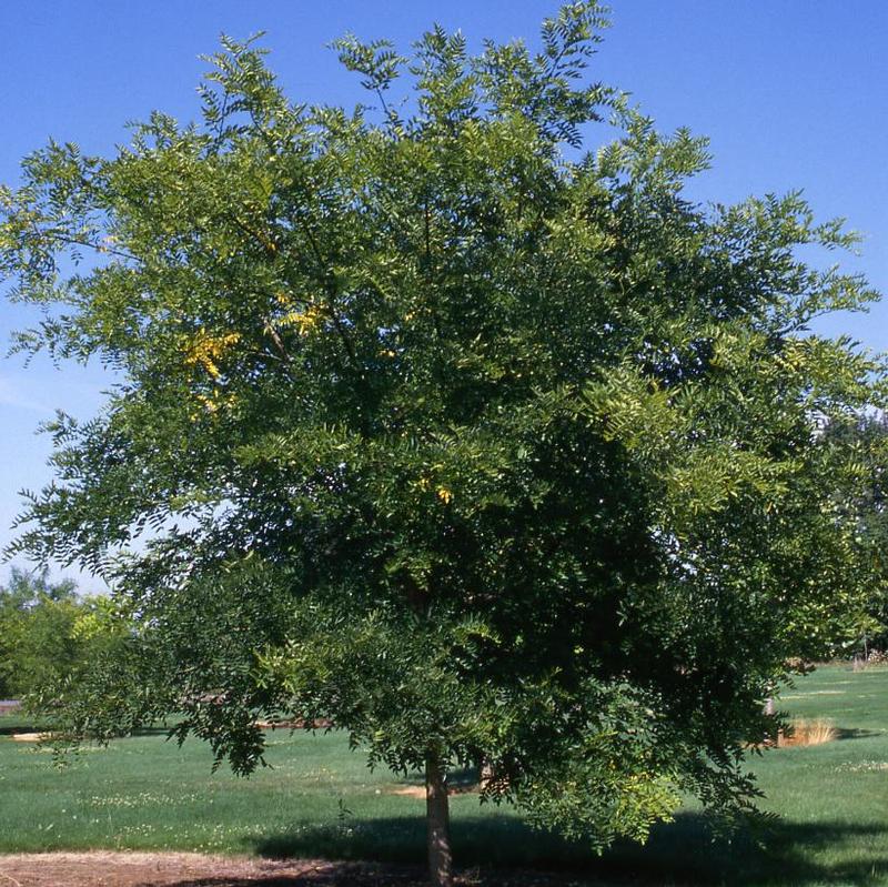 Sophora japonica Regent