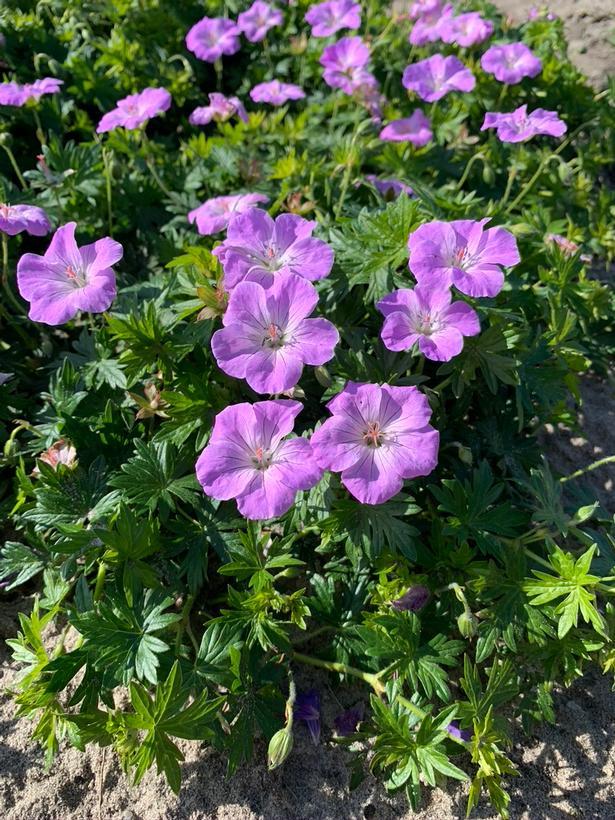 Geranium sanguineum Frivolius™ Lilac