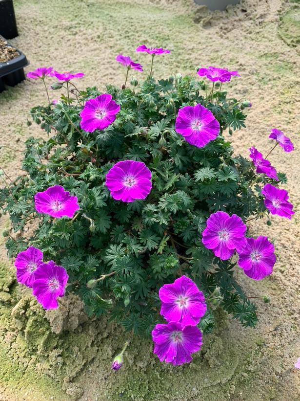 Geranium sanguineum Frivolius™ Purple