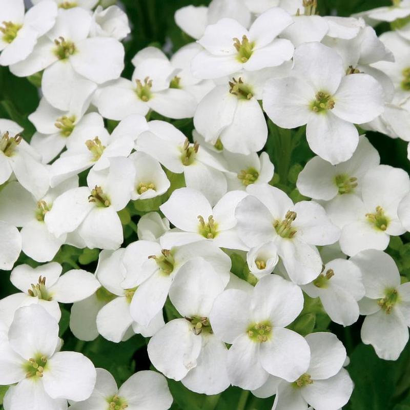 Arabis caucasica Little Treasure® Little Treasure® White