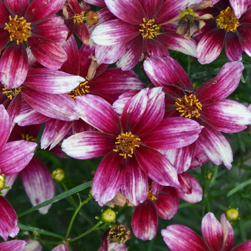 Coreopsis verticillata Sizzle and Spice® Zesty Zinger