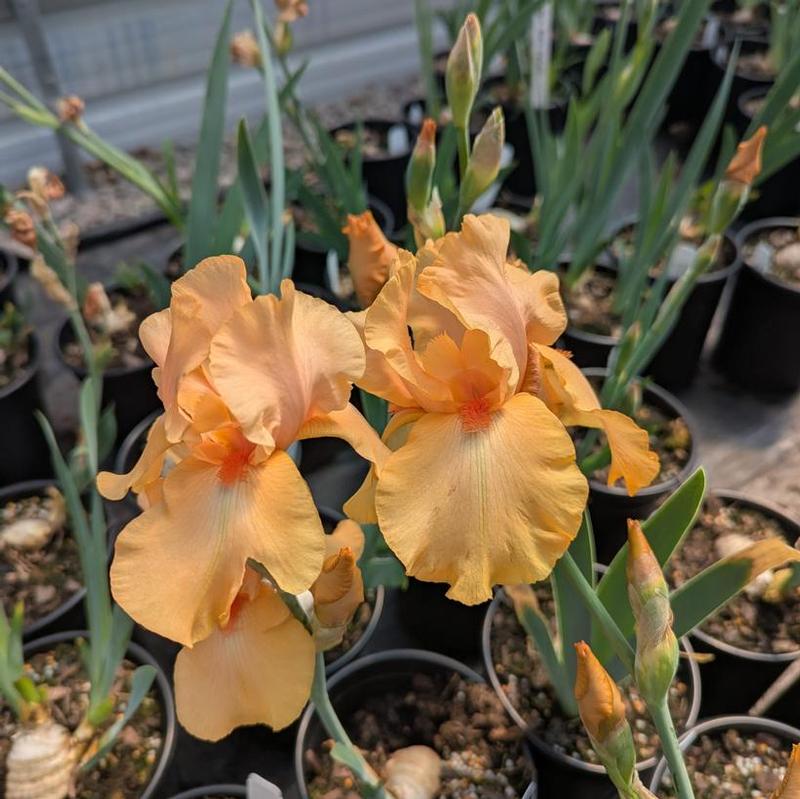 Iris germanica Many Mahalos