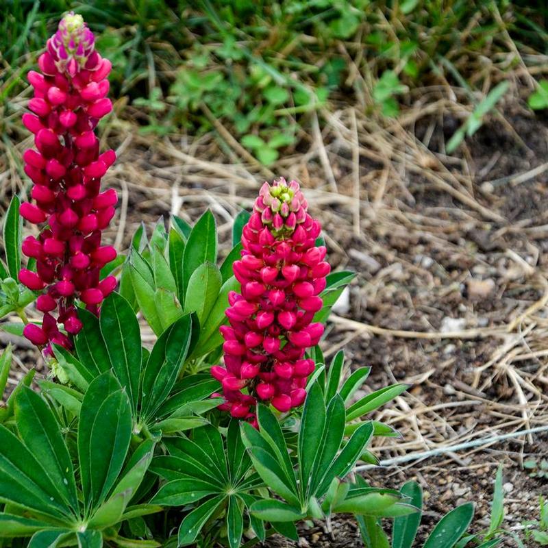 Lupinus polyphyllus Gallery™ Gallery™ Mini Red