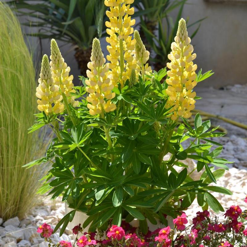 Lupinus polyphyllus Gallery™ Gallery™ Mini Yellow