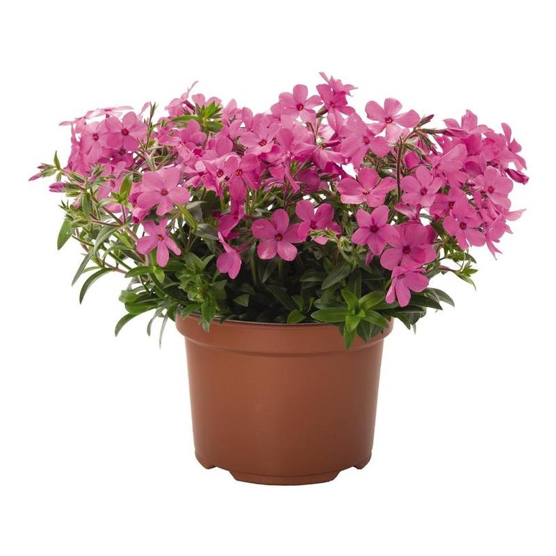 Phlox x hybrida Woodlander Pink