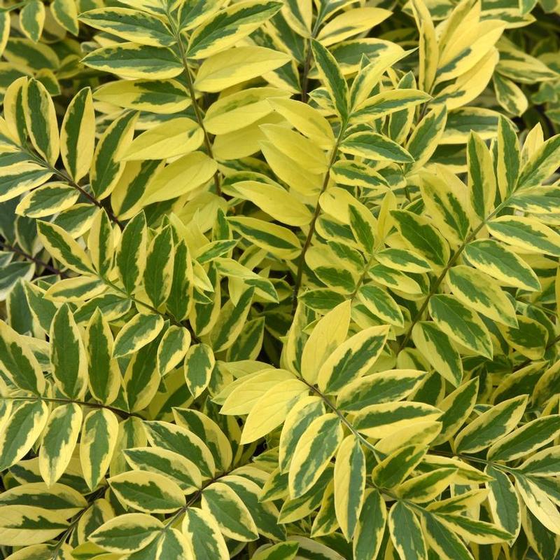 Polemonium pulcherrima Golden Feathers