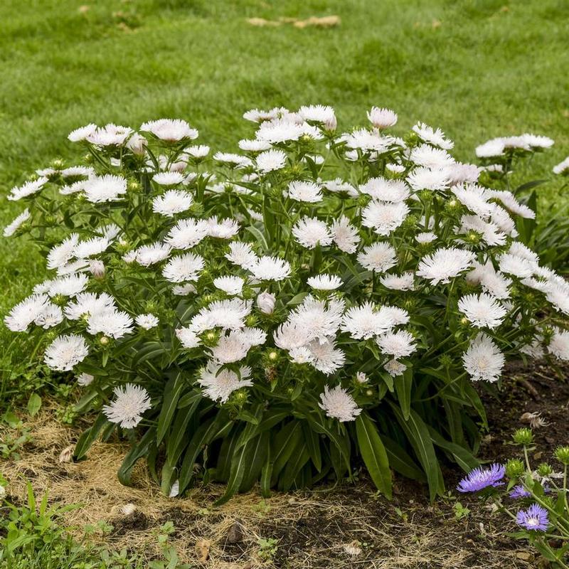 Stokesia laevis Whitecaps