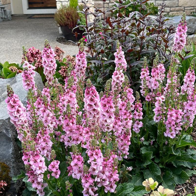 Verbascum x Lavender Lass