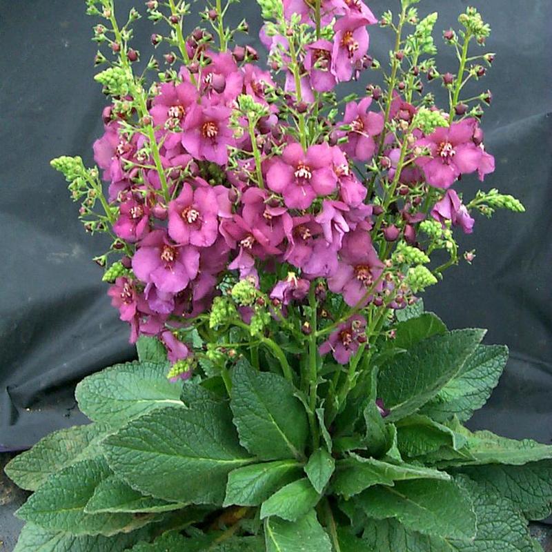 Verbascum x Plum Smokey