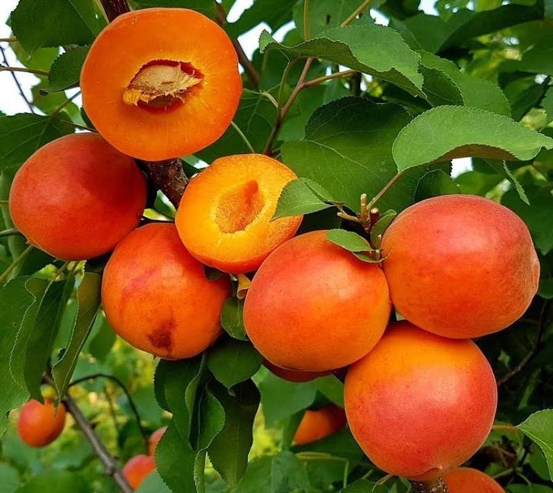 Apricot Harostar