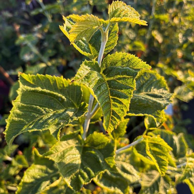 Acer rufinerve 
