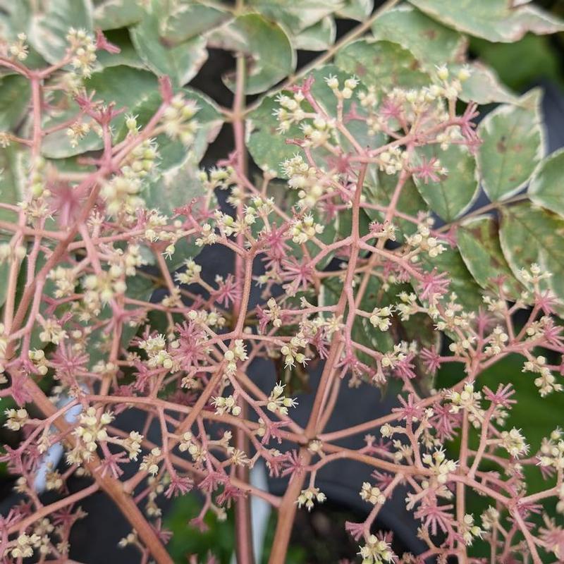 Aralia elata Variegata