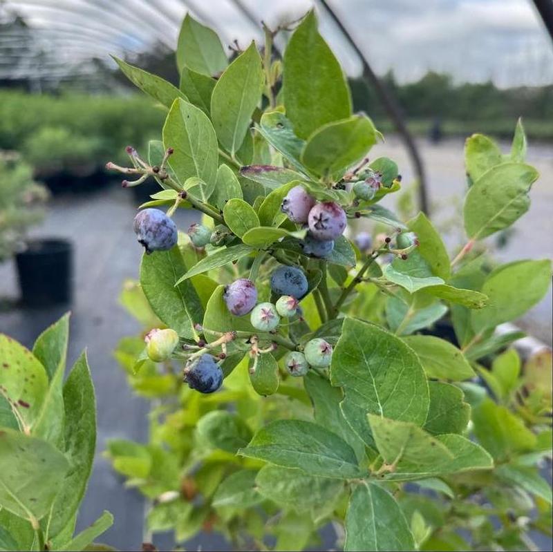 Blueberry Jubilee