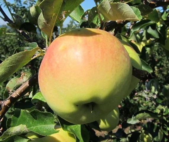Apple Ginger Gold
