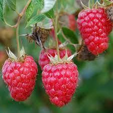 Raspberry Red Mammoth