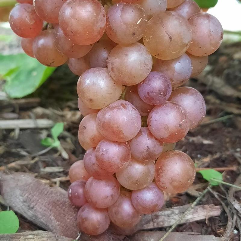 Grape Somerset
