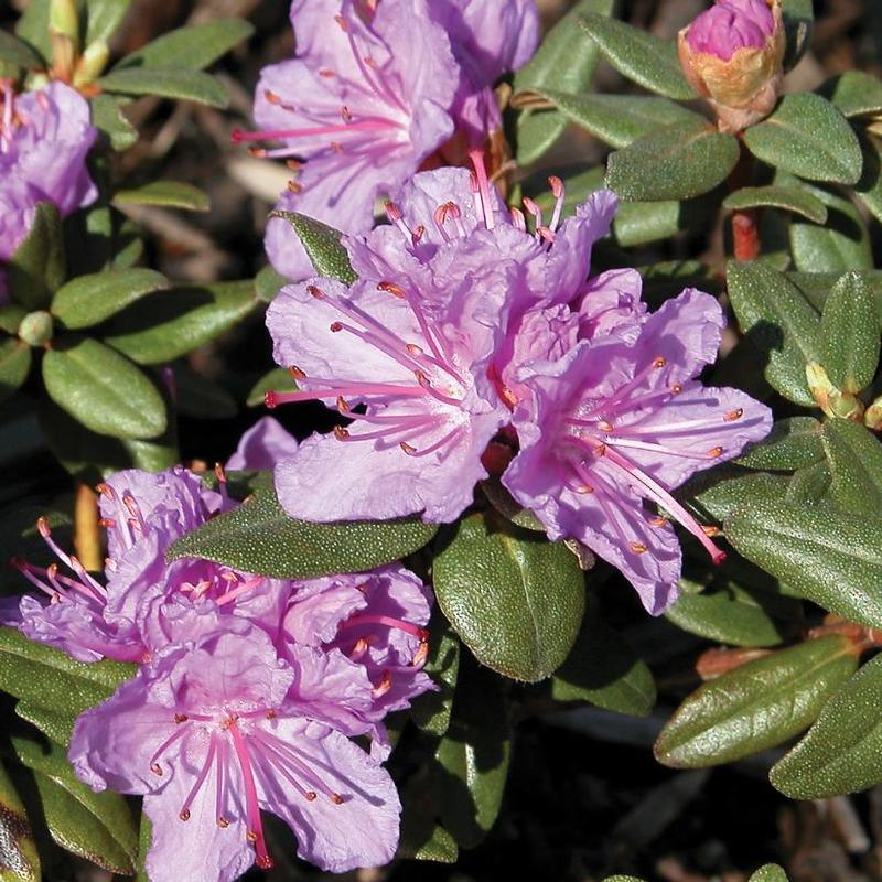 Rhododendron Ramapo