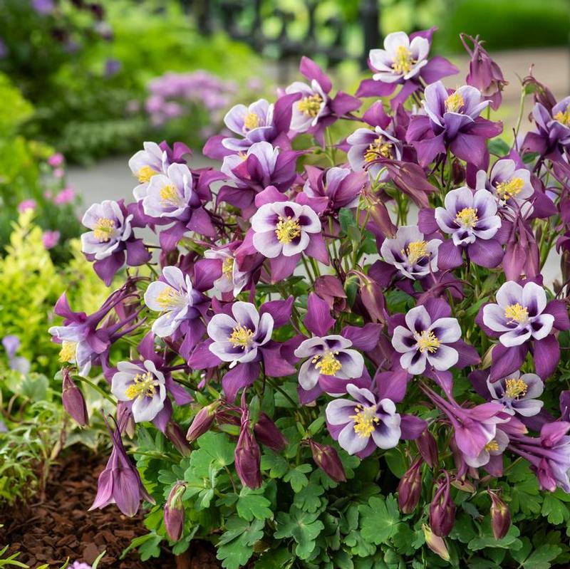 Aquilegia x Earlybird&trade; Purple and White