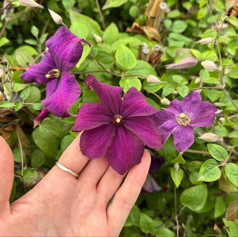 Clematis Boulevard&reg; Evipo112