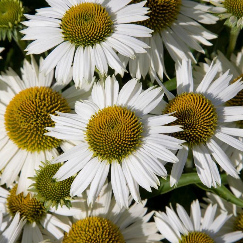 Echinacea purpurea Meditation White®